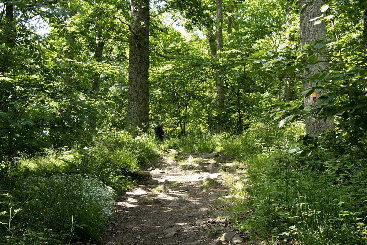 Durch einen Laubwald