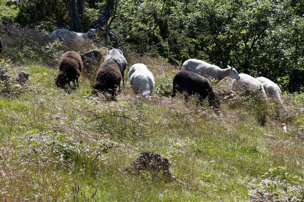 Auch auf NW-Seite des Kullabergs grasen Schafe