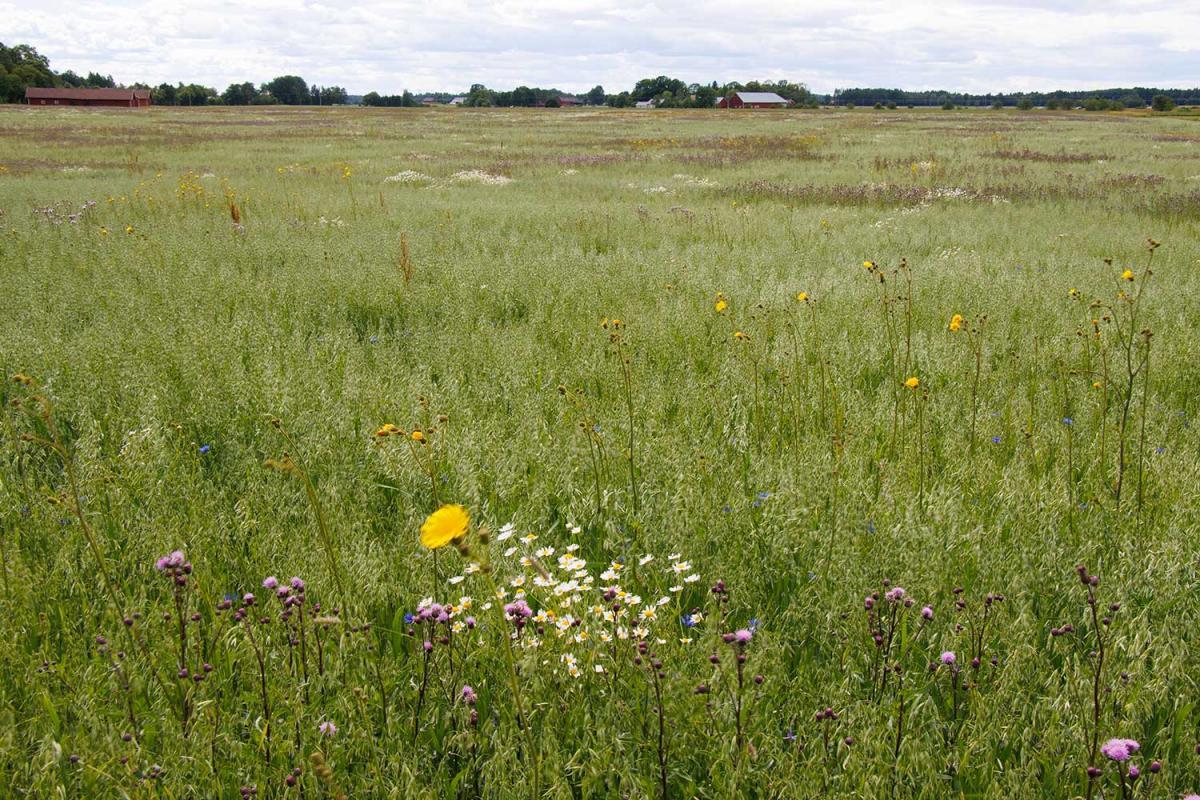 Haferfeld mit Wiesenblumen