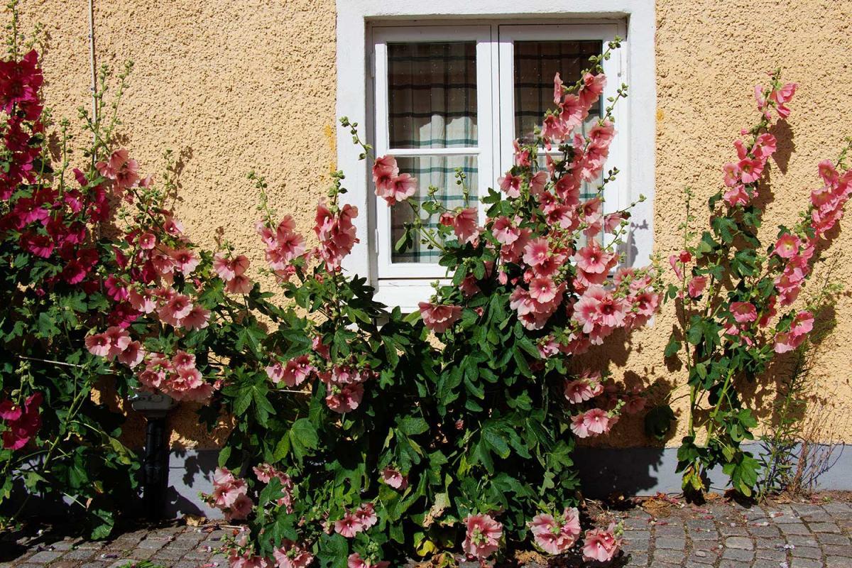 Malven blühen an der gelben Hauswand