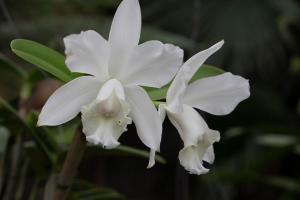 Marknesse, Orchideenhof 