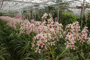 Orchideen für den Handel
