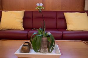 Einzige Zimmerpflanze von Zuhause mitgenommen. Sie blühte im Mai.