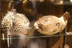 konservierte Fische