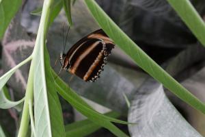 Schmetterling im Orchideenhof