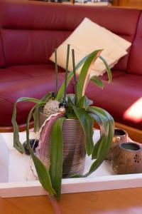 Jetzt wird sie wieder nach Uttwil gezügelt.