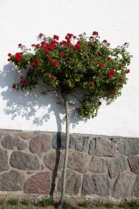Rosenbäumchen an der Wand der Petrikirch