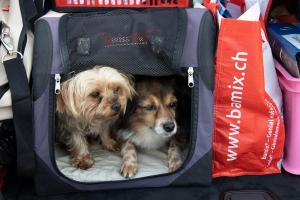 Hunde im Gepäck