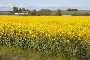 auch hier blüht Raps