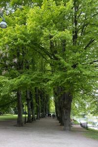 stattliche Baumallee