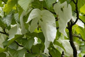 Blütenpracht eines Baumes