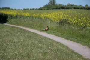Fasan und Rapsfeld