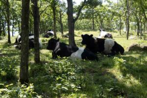 Kühe halten Mittagsrast