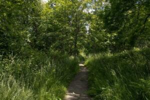 Wanderweg durch den Wald
