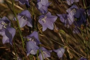 Die Glockenblume wurde 2021 zur schwedischen Nationalblume gewählt.