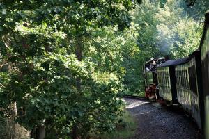 Durch dichten Wald