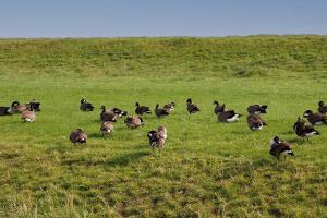 Die Gänse versammeln sich für den Flug in den Süden.