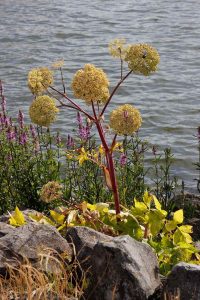 Blumen, die zwischen Steinen der Hafenmole wachsen