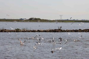 Möwen hinter dem Fischkutter und hoffen auf einen feinen Happen