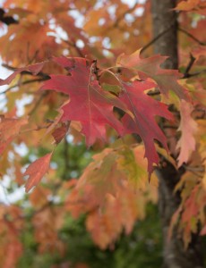 Herbst hält Einzug